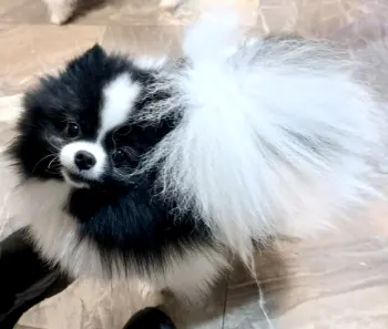 pom