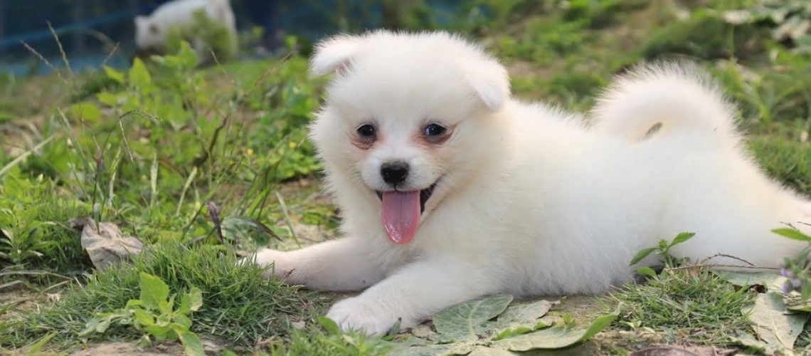 Why Do Local Pomeranian Breeders Matter When Buying Puppies?