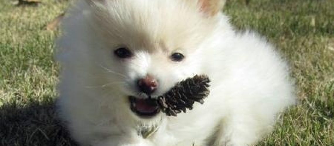 Why Local Pomeranian Breeders Are the Best Choice for Puppy Socialization