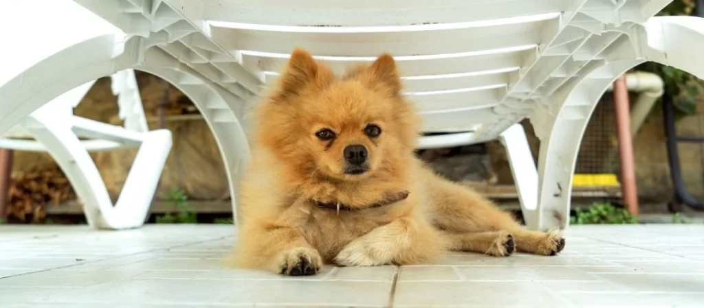 Why Choosing Local Pomeranian Breeders in WA Matters More Than You Think
