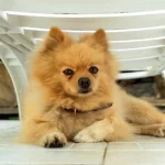 Why Choosing Local Pomeranian Breeders in WA Matters More Than You Think