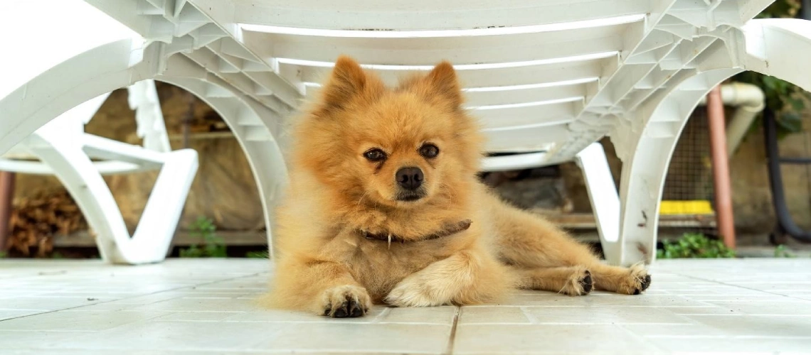 Why Choosing Local Pomeranian Breeders in WA Matters More Than You Think