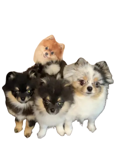 Pomeranian puppies