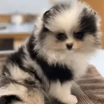 Questions Help You Choose the Right Pomeranian Breeder in Washington