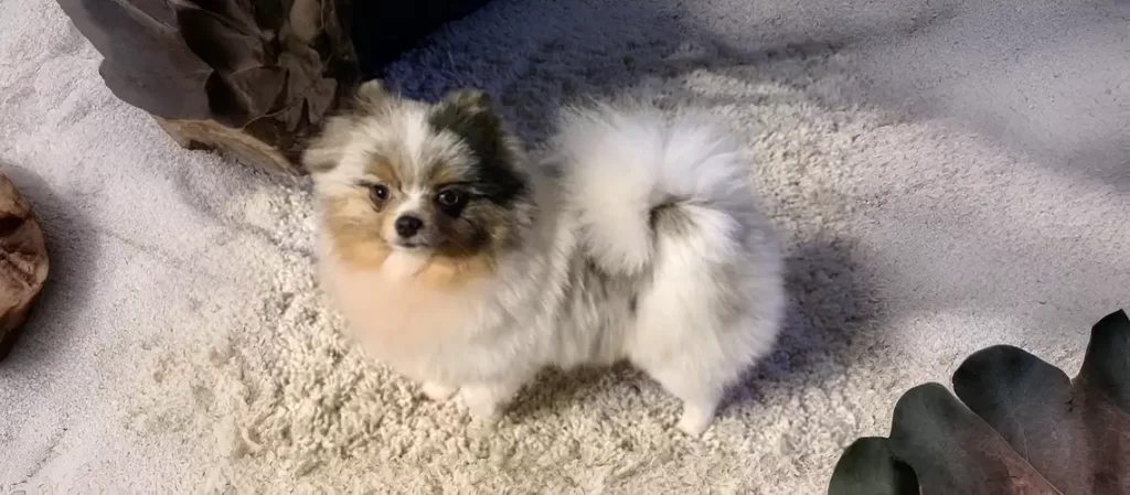 Searching For Ethical Pomeranian Breeders? Start Here with Confidence