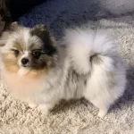 Searching For Ethical Pomeranian Breeders? Start Here with Confidence