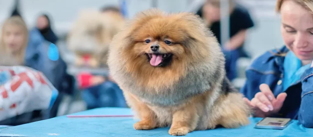 How A Local Pomeranian Breeder Offers Better Support?